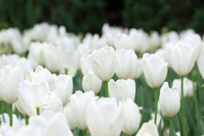 Một người phụ nữ ngồi cô đơn giữa đám đông, ánh mắt trầm tư, phản ánh niềm tin giới hạn cô đơn bên trong.