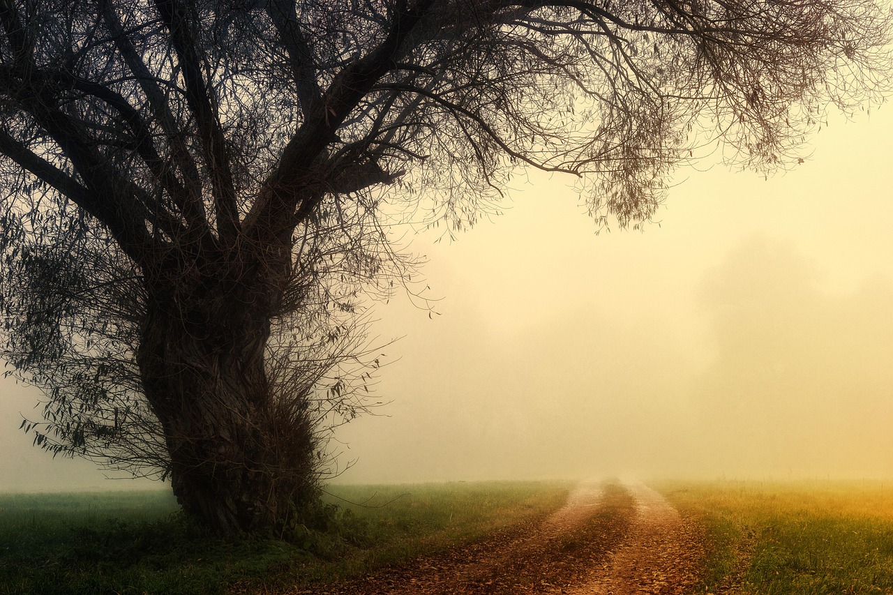 branches, cold, dawn, fog, foggy, haze